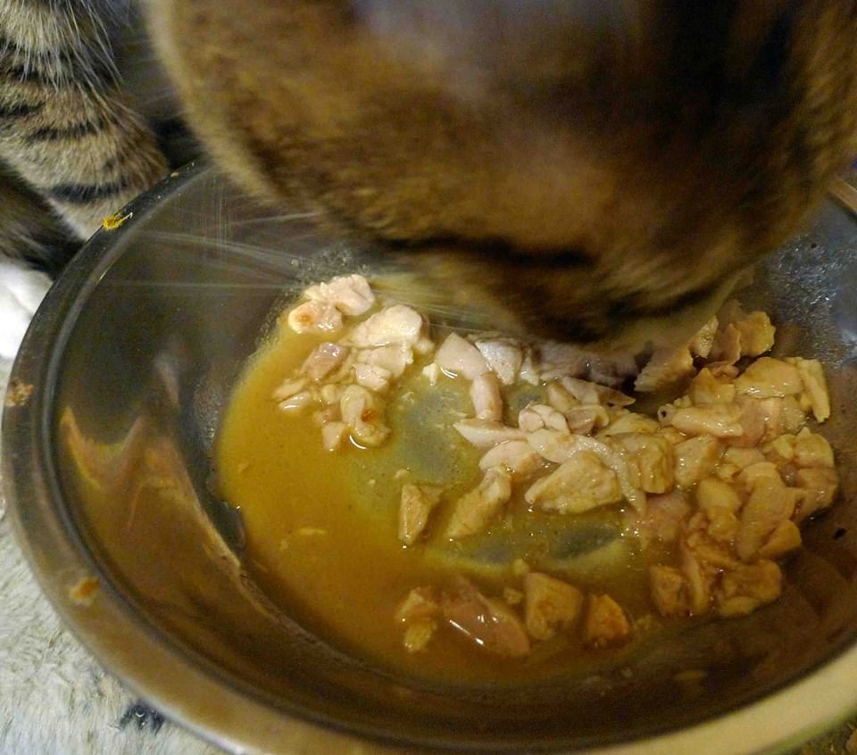 U-stew for Cats – 熟食預拌粉 (自製熟肉主食餐) 04/12更新–在最下方