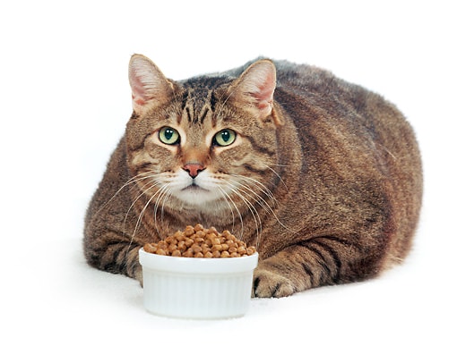 乾飼料不適合當主食的原因(碳水化合物、肥胖與糖尿病)