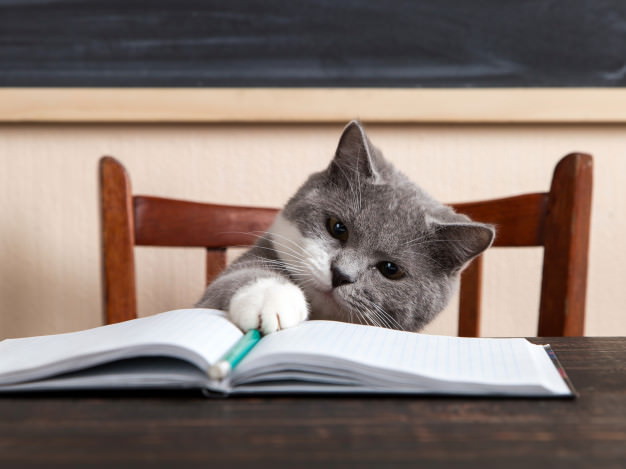 grey-cat-sits-table-with-books-notebooks-studying-home_89381-3194.jpg - Mac & Apps