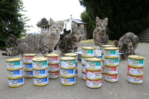 乾飼料不適合當主食的原因(碳水化合物、肥胖與糖尿病)